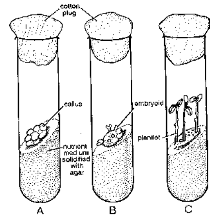 Horticultural Or Artificial Methods Of Vegetative Propagation