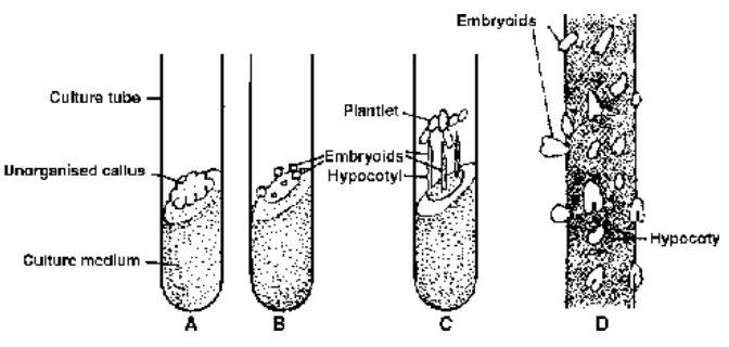 Horticultural Or Artificial Methods Of Vegetative Propagation