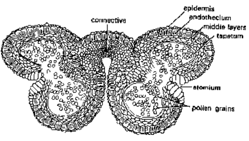 Horticultural Or Artificial Methods Of Vegetative Propagation