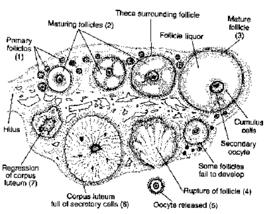 Female Reproductive System