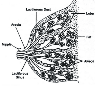 Female Reproductive System