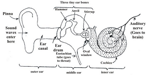 About The human ear 