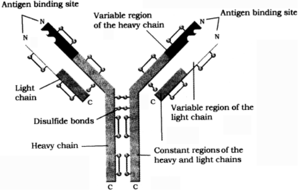 Structure of antibodies