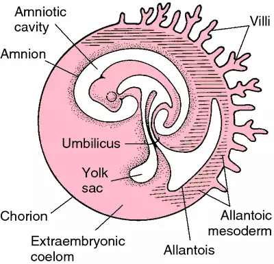 Development of Mammal