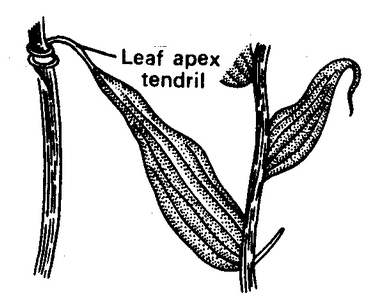 The Leaf