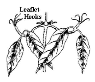 The Leaf