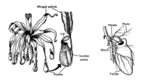 The Leaf