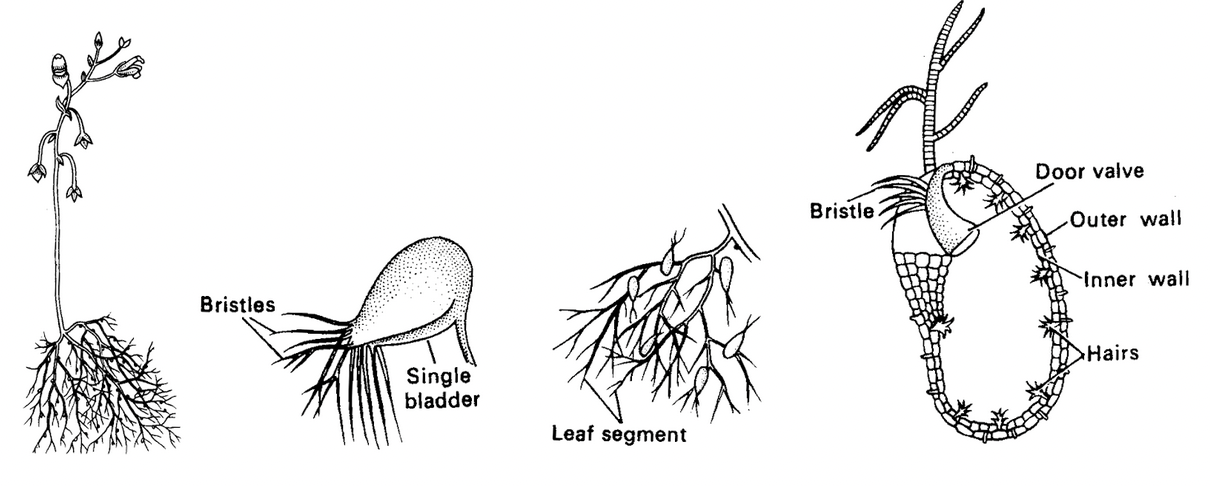The Leaf