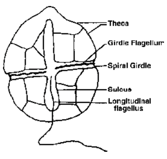 Major Groups Of Protista
