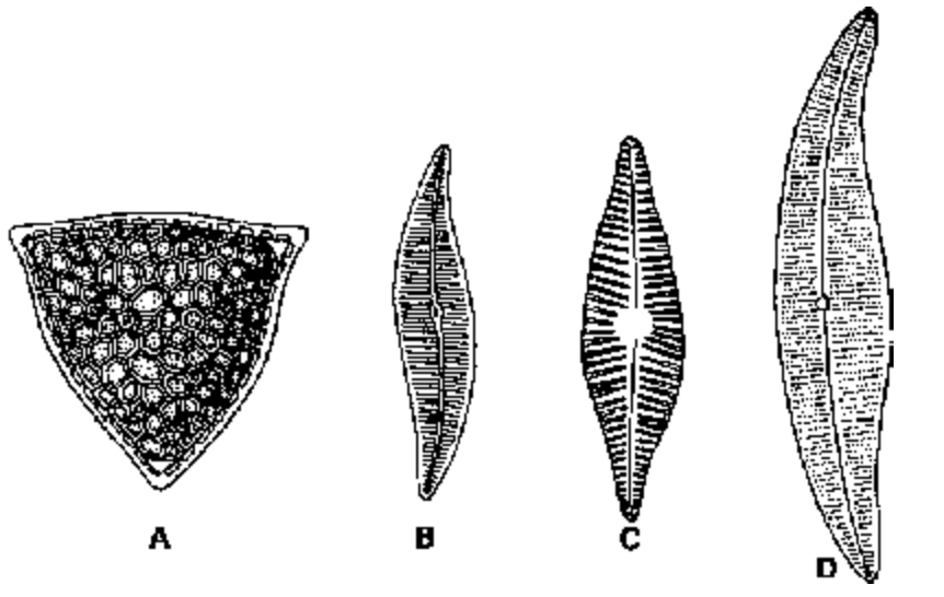 Major Groups Of Protista