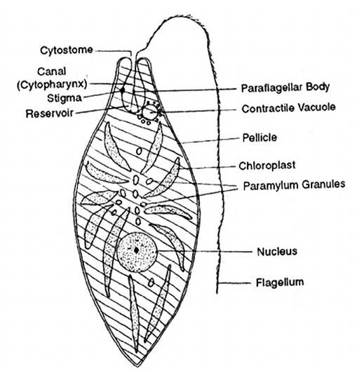 Major Groups Of Protista