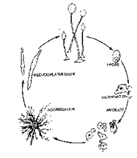 Major Groups Of Protista