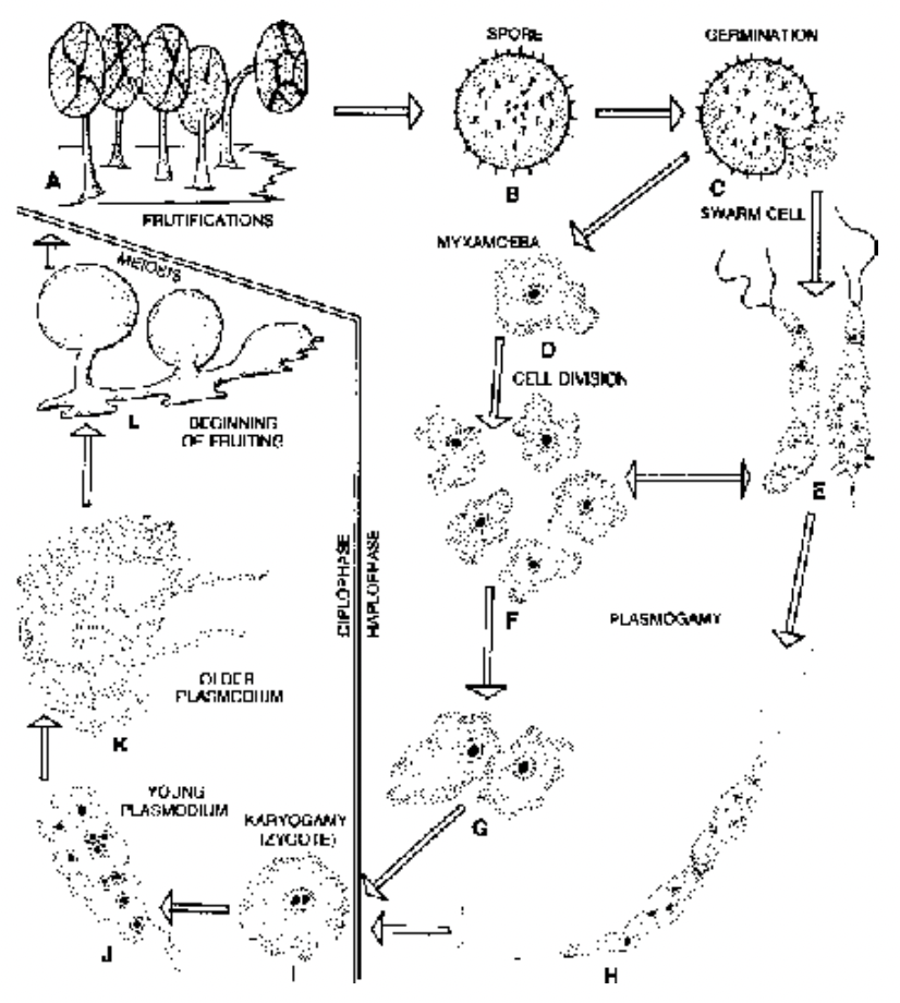 Major Groups Of Protista