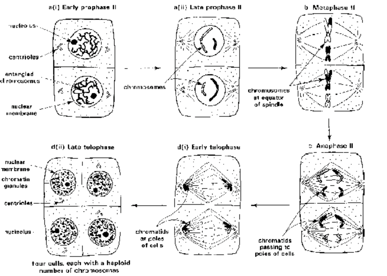 Significance of Meiosis - I