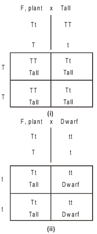 Experiments of Mendel