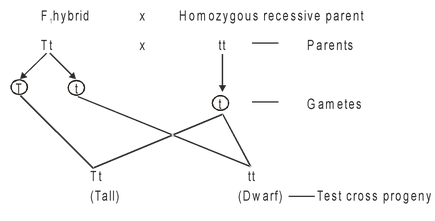 Experiments of Mendel