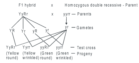 Experiments of Mendel