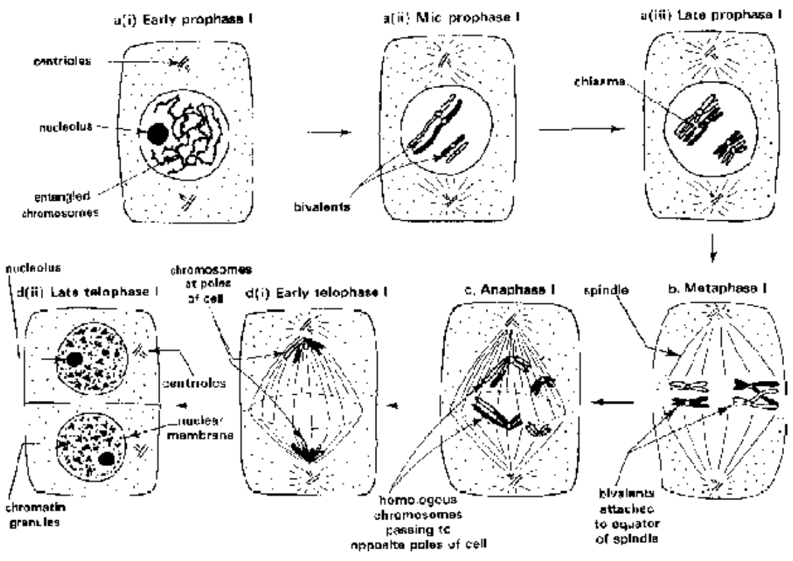 Meiosis Of Cell Cycle