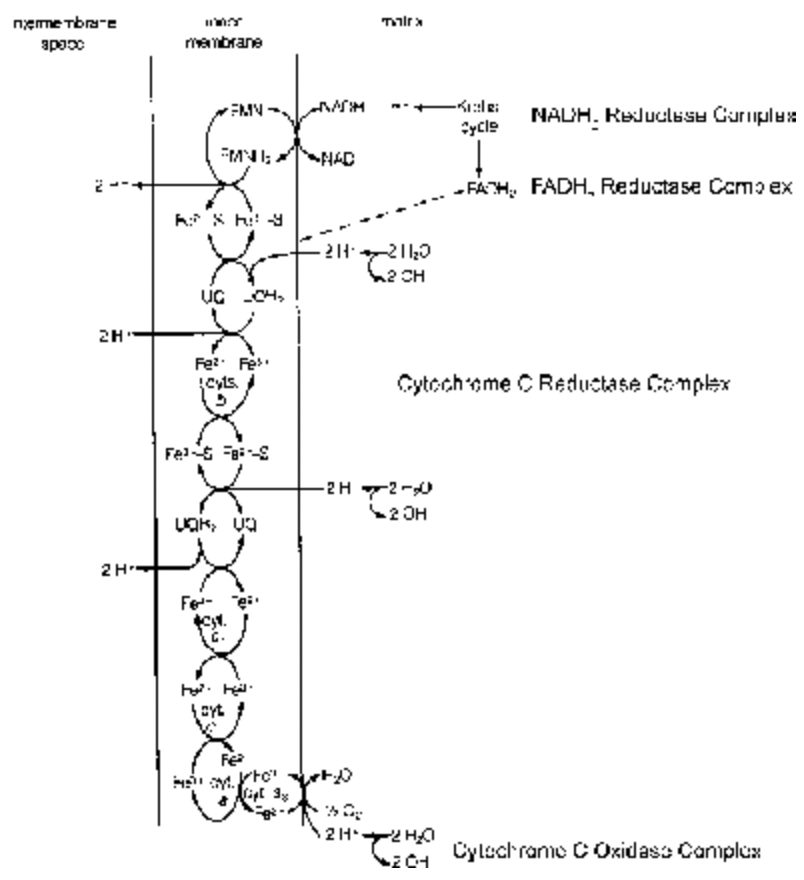 Details Of h2O Molecules