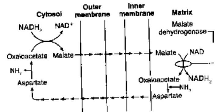 Details Of h2O Molecules