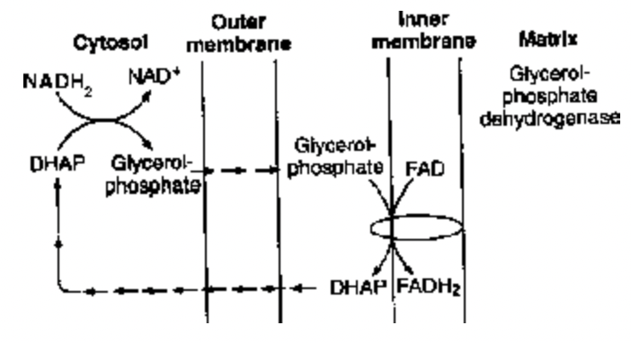 Details Of h2O Molecules