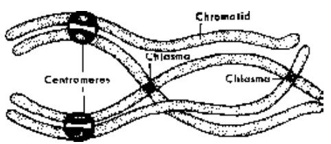 Meiosis Of Cell Cycle