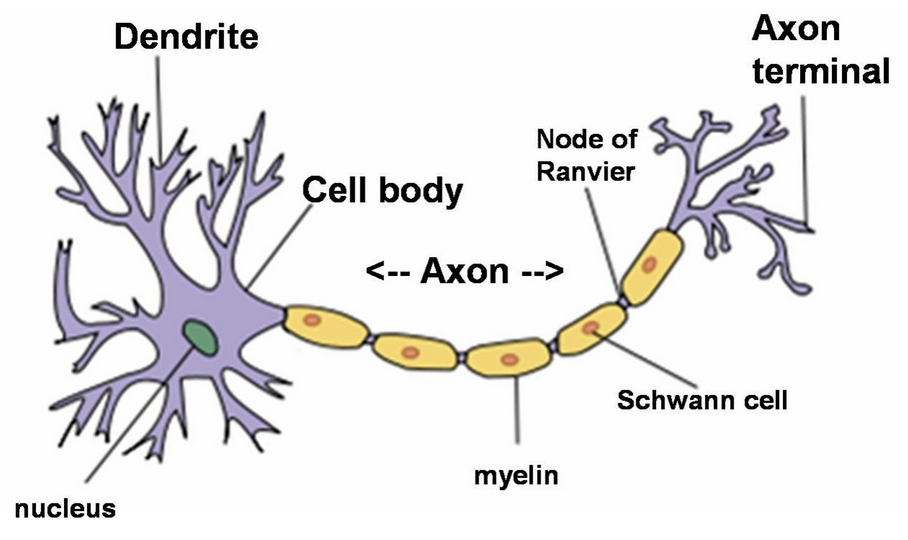 neuron