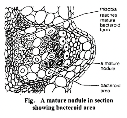 Nitrogen Nutrition In Plants