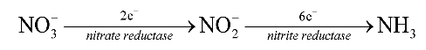 Nitrogen Nutrition In Plants
