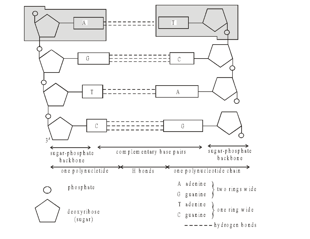 Nucleic Acid