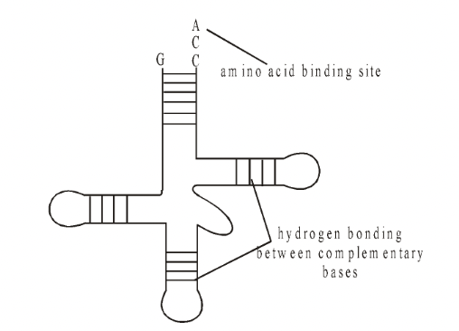 Nucleic Acid