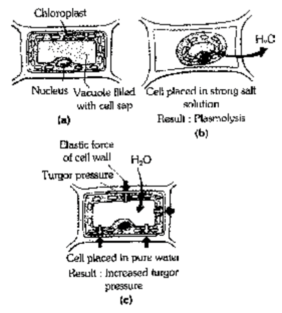 Osmosis
