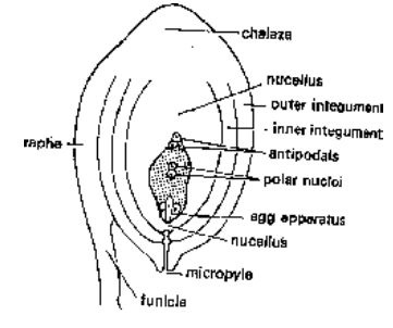 Ovule, Megasporogenesis And The Megaspore