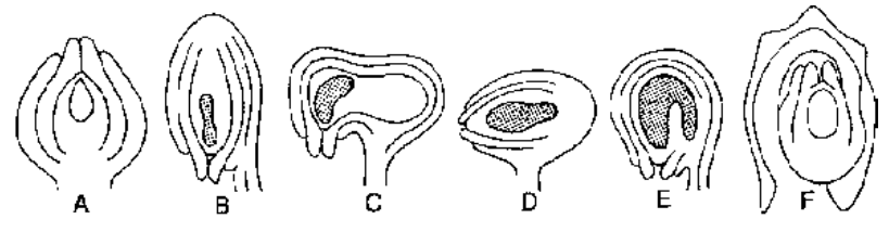 Ovule, Megasporogenesis And The Megaspore