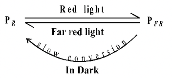 Photoperiodism