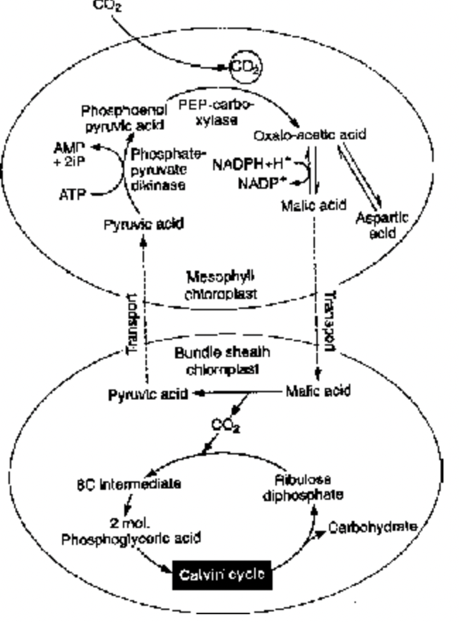 Photorespiration