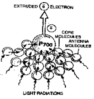 Photosynthetic Pigments