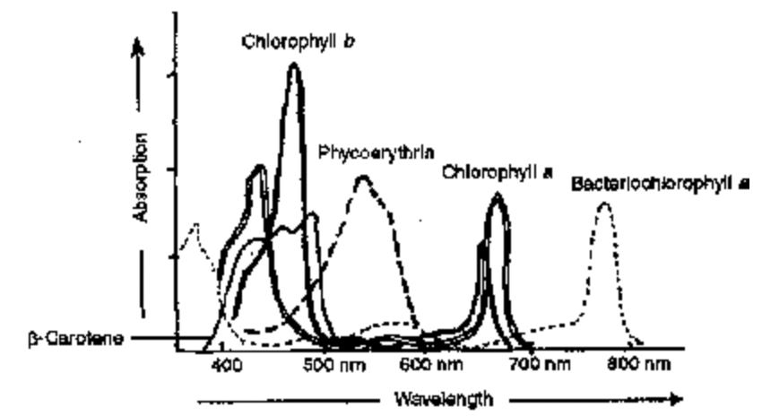 Pigment Systems or Photosystems