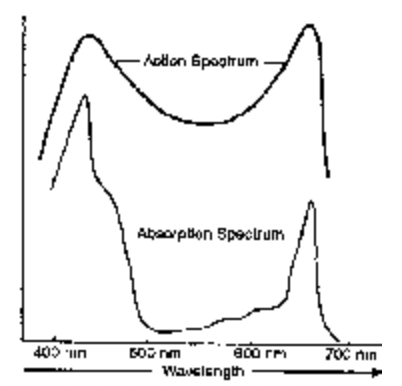 Pigment Systems or Photosystems