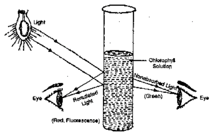 Pigment Systems or Photosystems
