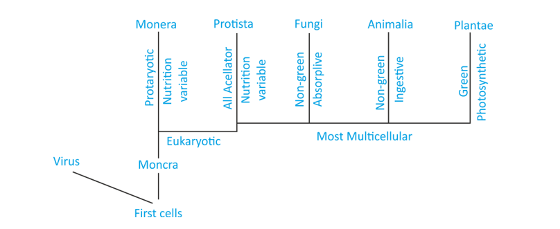 Phylogenetic Relationship of five kingdom