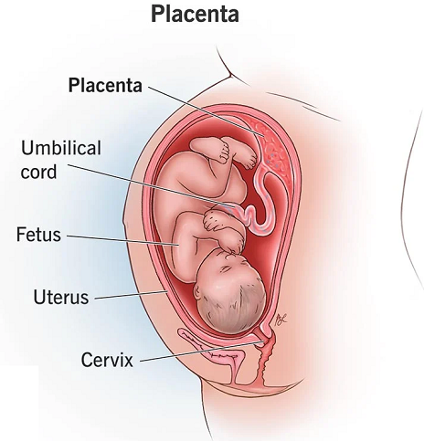 Placenta