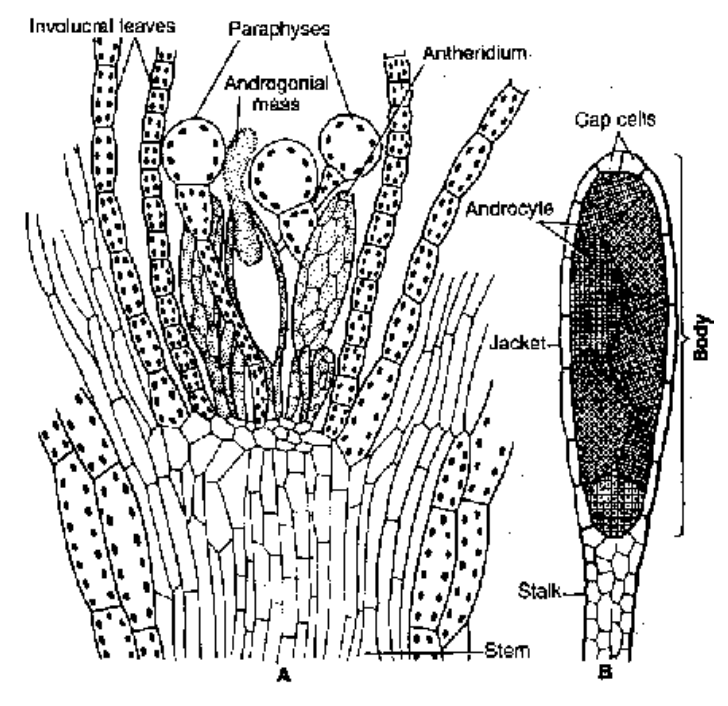 Funaria