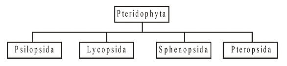 Pteridophyta