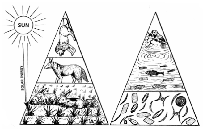 Ecological Pyramid 