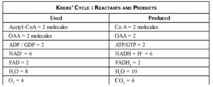 Kreb's Cycle 