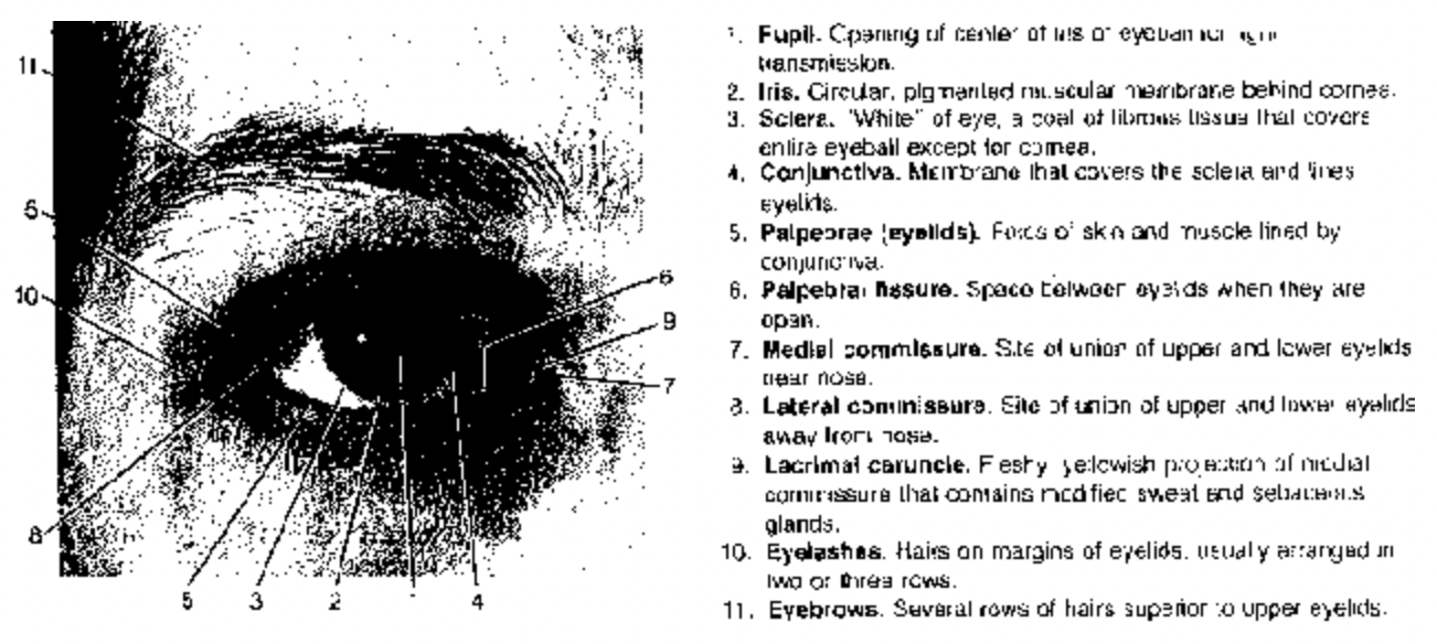 Eye is The Human Sensory Organ 
