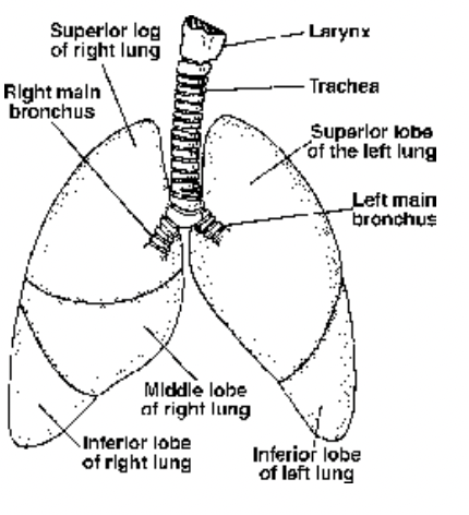 Respiratory Organs of Human