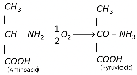 Physiology of Excretion. 