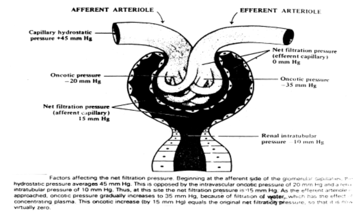 Mechanical Part of Excretory System
